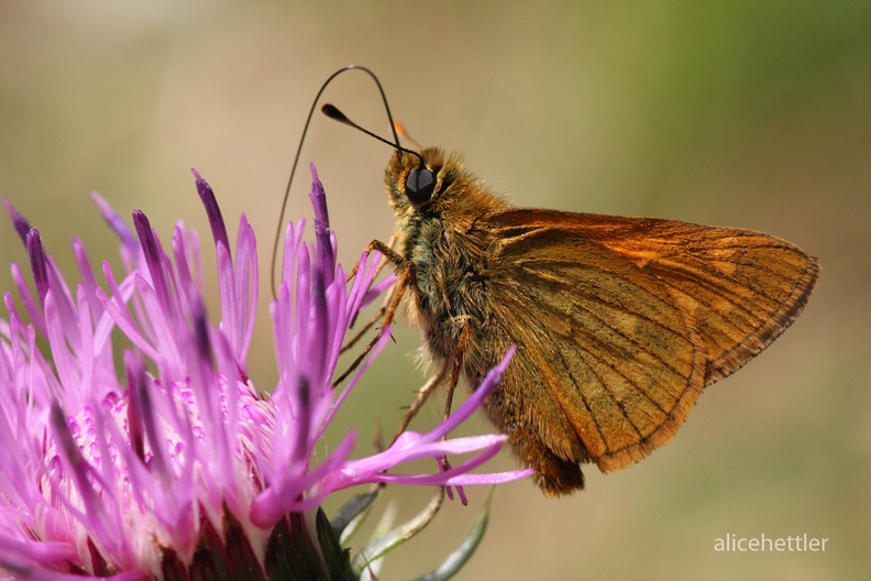 Rostfarbiger Dickkopffalter (Ochlodes venatus)